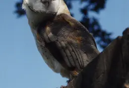 Owl