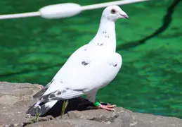 Pigeon Near Pool May 2013 3