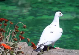 Pigeon Near Pool May 2013 4