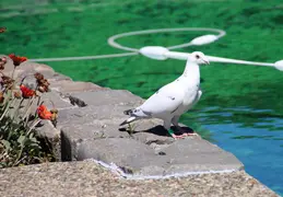 Pigeon Near Pool May 2013 5