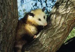 Possum 01