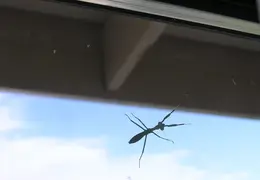 Praying Mantis 2005 01