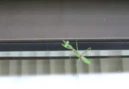 Praying Mantis 2005 02