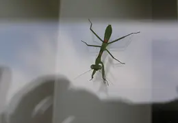 Praying Mantis 2005 03