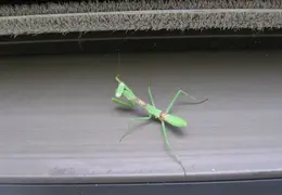 Praying Mantis 2005 04