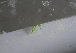 Praying Mantis 2005 05