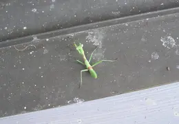 Praying Mantis 2005 06