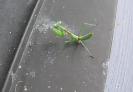 Praying Mantis 2005 07