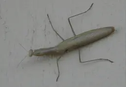 Praying Mantis 20090715 01