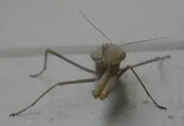 Praying Mantis 20090715 02