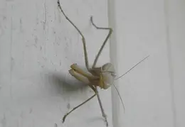 Praying Mantis 20090715 03