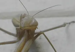 Praying Mantis 20090715 04