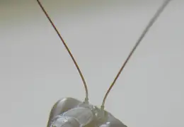 Praying Mantis 20090715 05