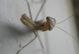 Praying Mantis 20090715 06