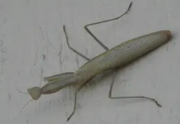 Praying Mantis 20090715 07