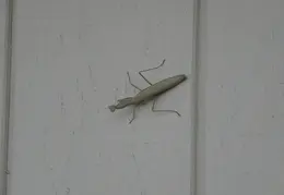 Praying Mantis 20090715 08