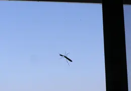 Praying Mantis Nov 2005 01