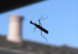 Praying Mantis Nov 2005 02