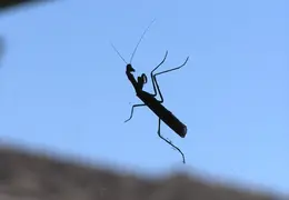 Praying Mantis Nov 2005 03