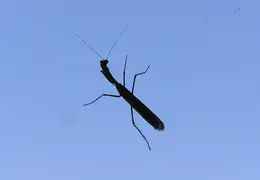 Praying Mantis Nov 2005 04