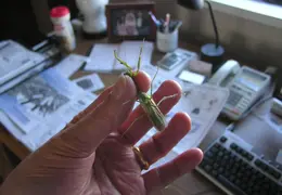 Praying Mantis Nov 2005 05