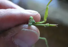 Praying Mantis Nov 2005 06