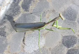 Praying Mantis Nov 2005 07