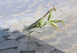 Praying Mantis Nov 2005 08