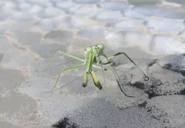 Praying Mantis Nov 2005 09
