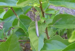 Praying Mantis Nov 2005 10