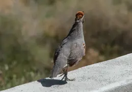 Quail 20230514 02
