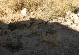 Quail Family 20230613 01