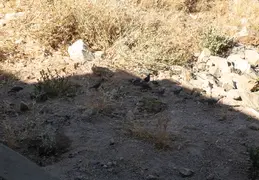 Quail Family 20230613 03