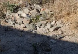 Quail Family 20230613 04