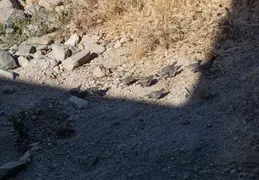 Quail Family 20230613 05