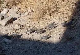 Quail Family 20230613 06