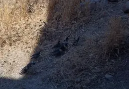 Quail Family 20230613 07