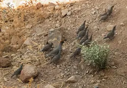 Quail Family 20230613 08
