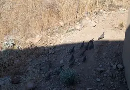 Quail Family 20230613 09