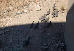 Quail Family 20230613 10