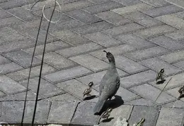 Quail Family 20240524 01