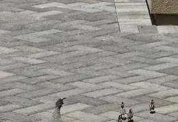 Quail Family 20240524 02