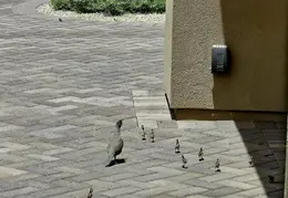 Quail Family 20240524 03