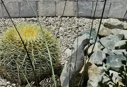 Quail Family 20240524 04