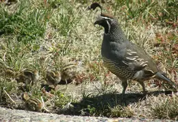 Quail July 2008 004
