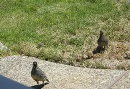 Quail July 2008 005