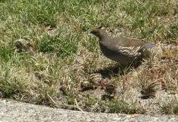 Quail July 2008 006