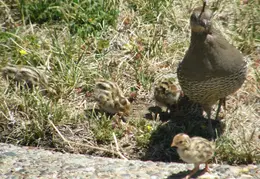 Quail July 2008 007