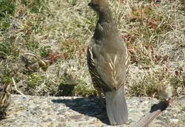 Quail July 2008 010