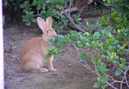 Rabbit In Our Yard 2006 005